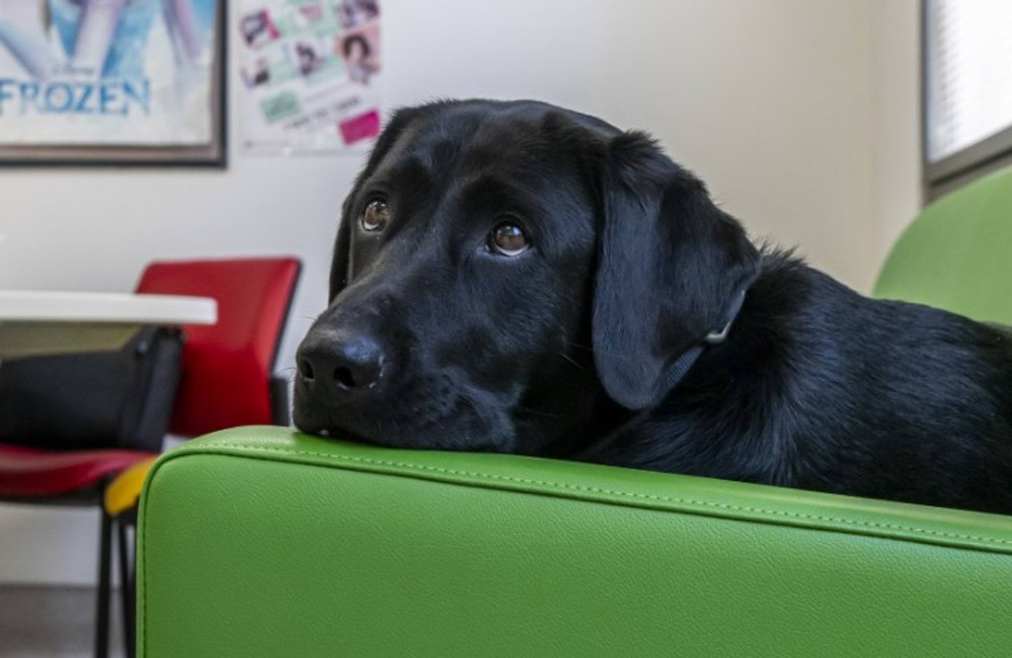 Court Dog Program | victimsofcrime.vic.gov.au